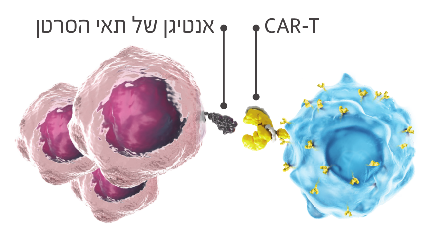 תא CAR-T נקשר לתא סרטני
